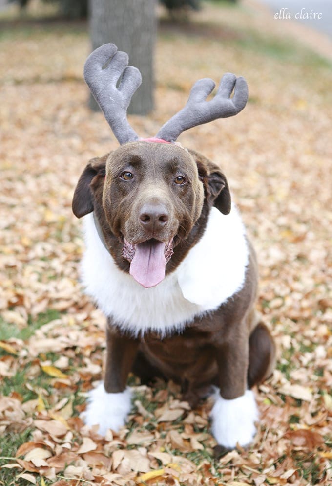 DIY Sven Costume for a Dog