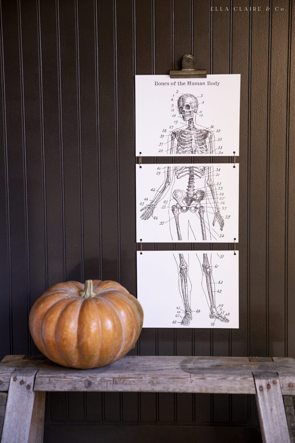 Halloween Skeleton Printable- Spooky Vintage Decor - Ella Claire &amp; Co.