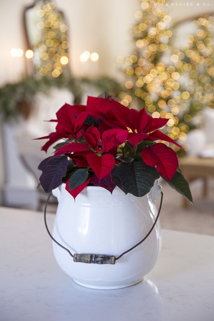 fresh red poinsettias in antique ironstone